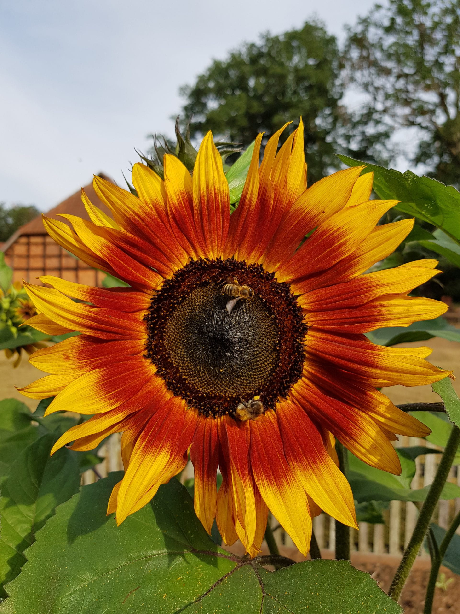 Sonnenblume Honigbienen