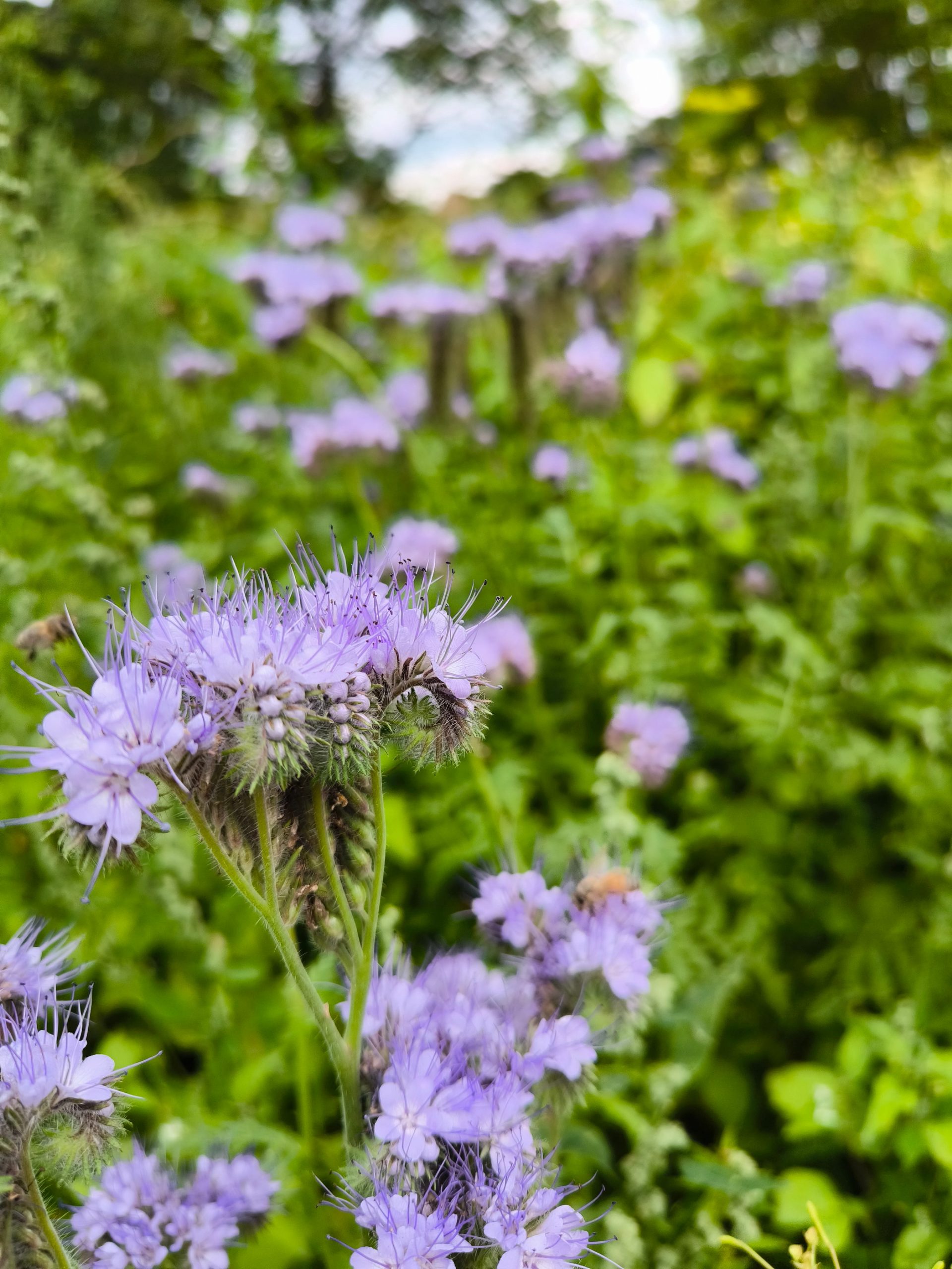 Phacelia